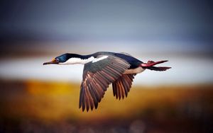 Preview wallpaper bird, duck, flight, blurred
