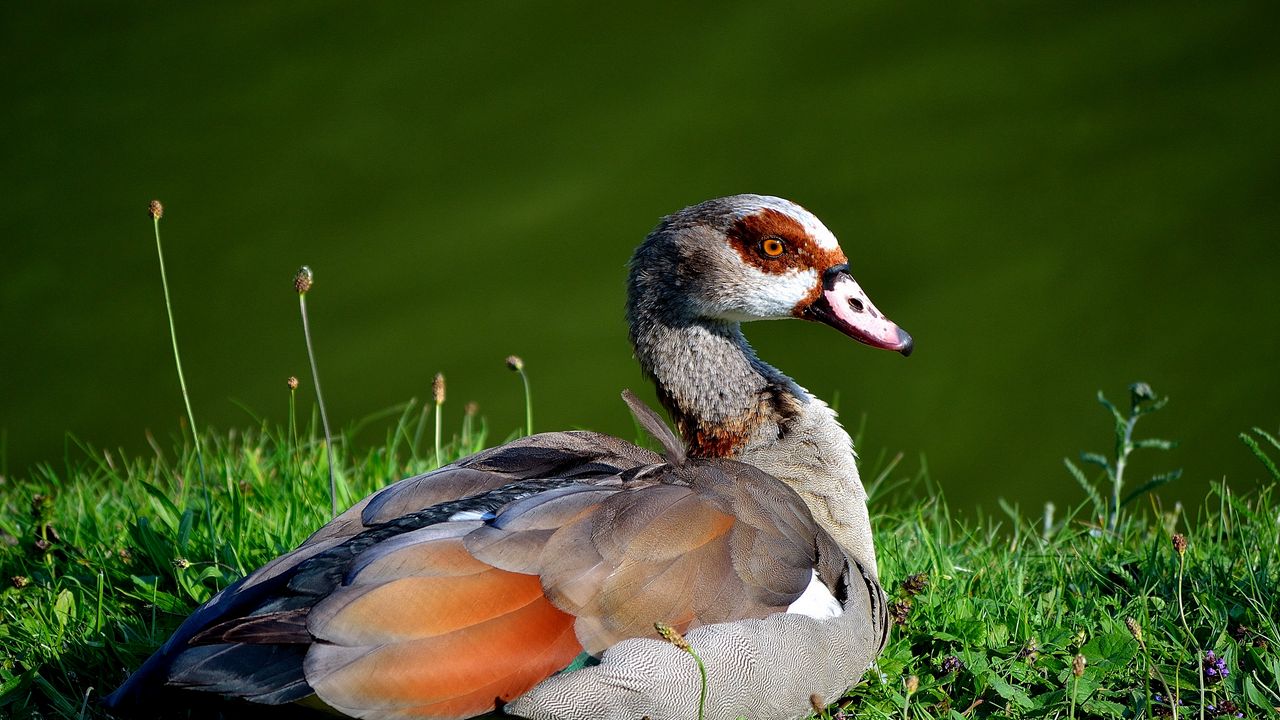Wallpaper bird, duck, grass, sit