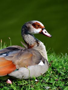 Preview wallpaper bird, duck, grass, sit