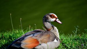 Preview wallpaper bird, duck, grass, sit