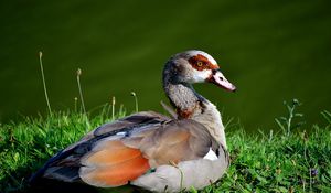 Preview wallpaper bird, duck, grass, sit