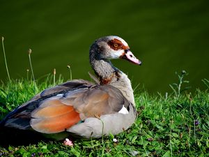 Preview wallpaper bird, duck, grass, sit