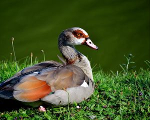 Preview wallpaper bird, duck, grass, sit