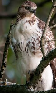 Preview wallpaper bird, eagle, branches, predatory, sit