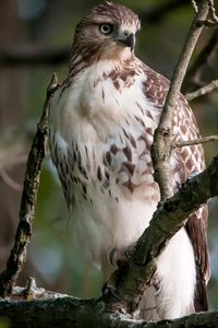 Preview wallpaper bird, eagle, branches, predatory, sit