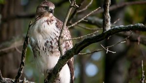 Preview wallpaper bird, eagle, branches, predatory, sit