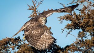 Preview wallpaper bird, eagle, branches, tree