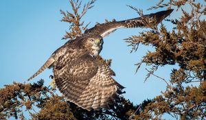 Preview wallpaper bird, eagle, branches, tree