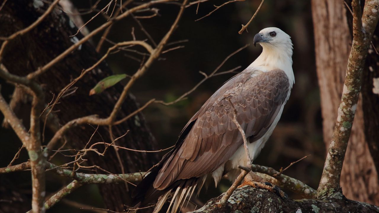 Wallpaper bird, eagle, feathers, beak, predator