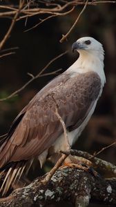 Preview wallpaper bird, eagle, feathers, beak, predator
