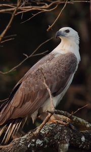 Preview wallpaper bird, eagle, feathers, beak, predator