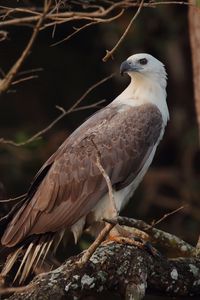 Preview wallpaper bird, eagle, feathers, beak, predator