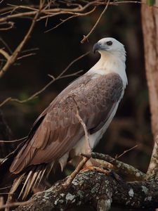 Preview wallpaper bird, eagle, feathers, beak, predator
