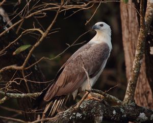 Preview wallpaper bird, eagle, feathers, beak, predator