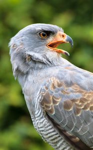 Preview wallpaper bird, eagle, predator, beak