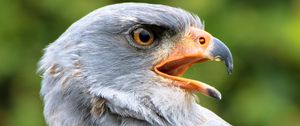 Preview wallpaper bird, eagle, predator, beak