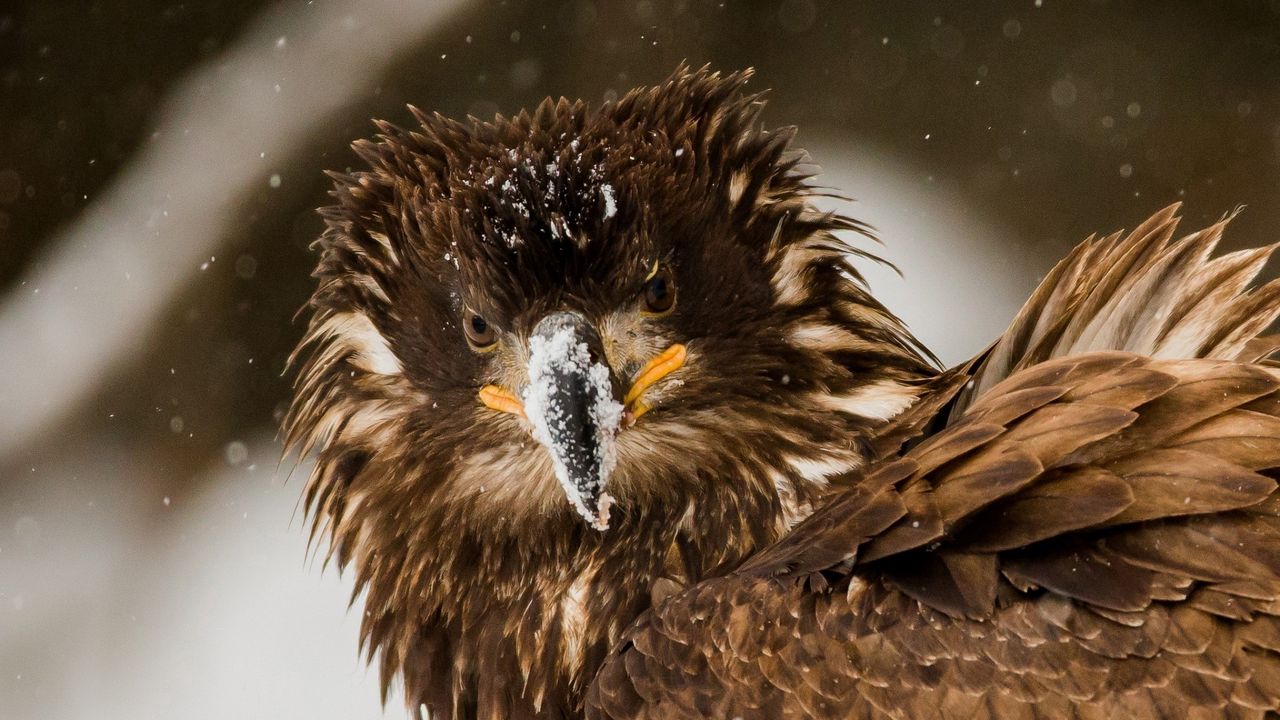 Wallpaper bird, eagle, snow, disheveled