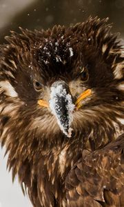 Preview wallpaper bird, eagle, snow, disheveled