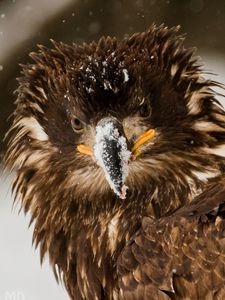 Preview wallpaper bird, eagle, snow, disheveled