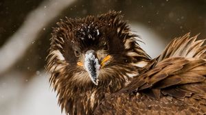 Preview wallpaper bird, eagle, snow, disheveled