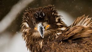 Preview wallpaper bird, eagle, snow, disheveled