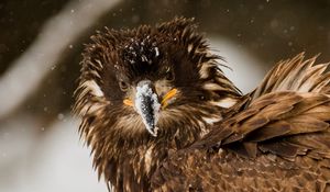 Preview wallpaper bird, eagle, snow, disheveled