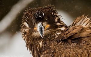 Preview wallpaper bird, eagle, snow, disheveled