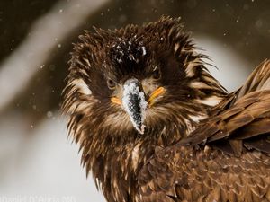 Preview wallpaper bird, eagle, snow, disheveled