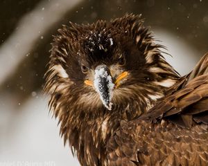 Preview wallpaper bird, eagle, snow, disheveled