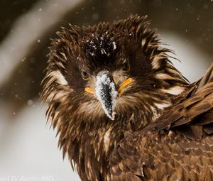 Preview wallpaper bird, eagle, snow, disheveled