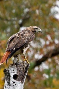 Preview wallpaper bird, eagle, tree, blurring, wings, sit, predator