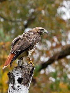 Preview wallpaper bird, eagle, tree, blurring, wings, sit, predator