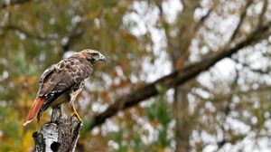 Preview wallpaper bird, eagle, tree, blurring, wings, sit, predator