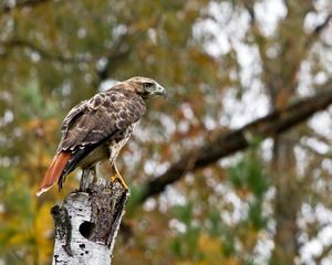 Preview wallpaper bird, eagle, tree, blurring, wings, sit, predator