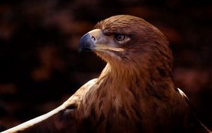 Preview wallpaper bird, eagle, vulture, beak