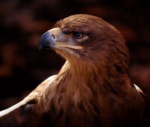 Preview wallpaper bird, eagle, vulture, beak