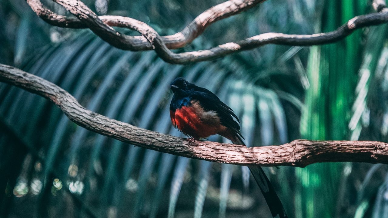 Wallpaper bird, exotic, branch, blur