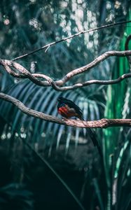 Preview wallpaper bird, exotic, branch, blur