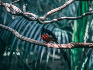 Preview wallpaper bird, exotic, branch, blur