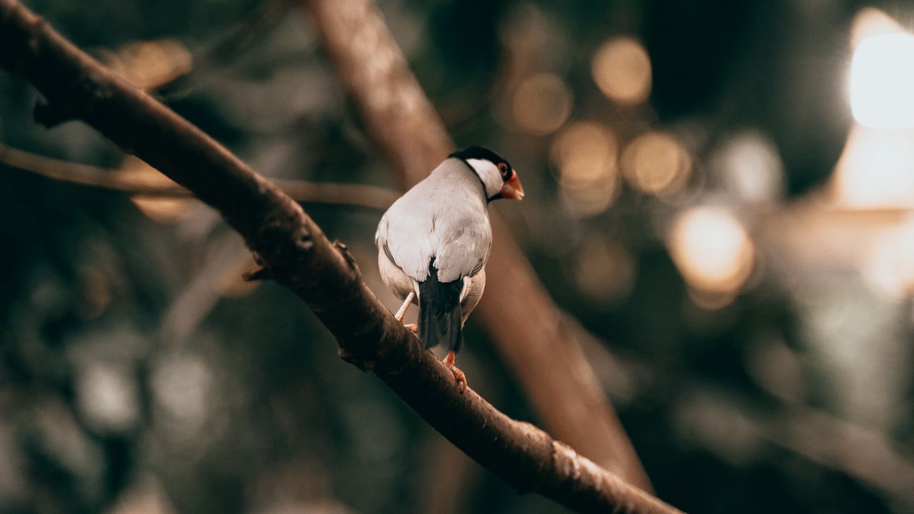 Wallpaper bird, exotic, branch, tree, wildlife