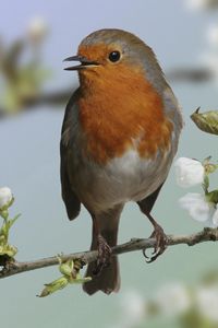 Preview wallpaper bird, exotic, branch, flower, bloom