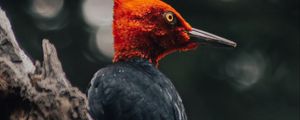 Preview wallpaper bird, exotic, wildlife