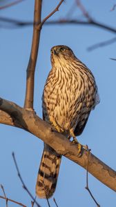Preview wallpaper bird, falcon, feathers