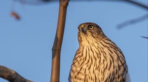 Preview wallpaper bird, falcon, feathers