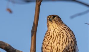 Preview wallpaper bird, falcon, feathers