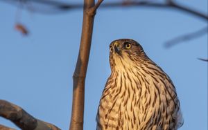 Preview wallpaper bird, falcon, feathers