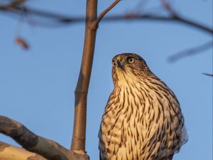 Preview wallpaper bird, falcon, feathers