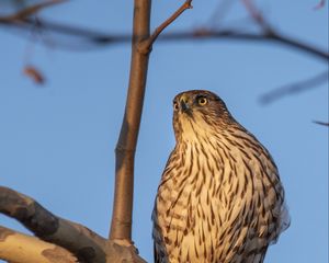 Preview wallpaper bird, falcon, feathers