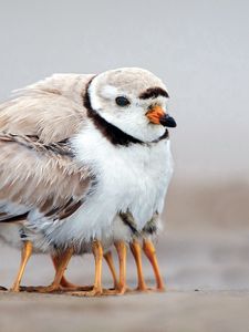 Preview wallpaper bird, family, chicks, caring, warmth