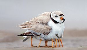 Preview wallpaper bird, family, chicks, caring, warmth